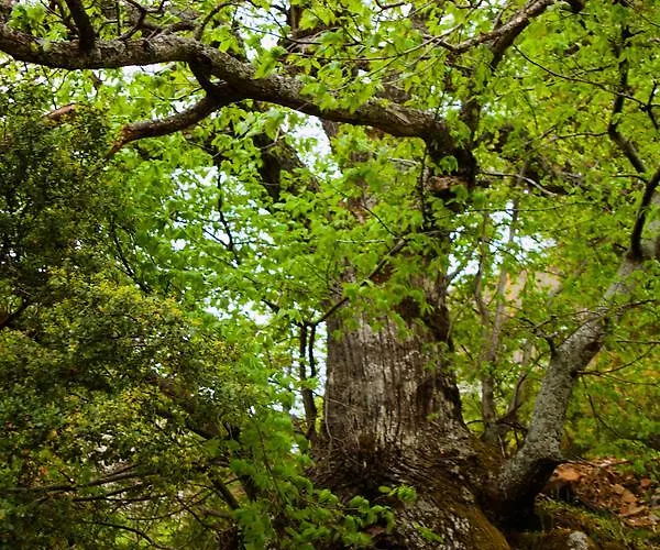 1821 En Dolianis Szálloda 4*